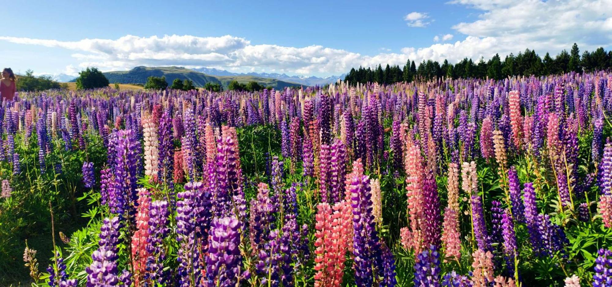 Apartmán 37 Galaxy A Lake Tekapo Exteriér fotografie